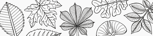 Nature, draw + outline LEAVES